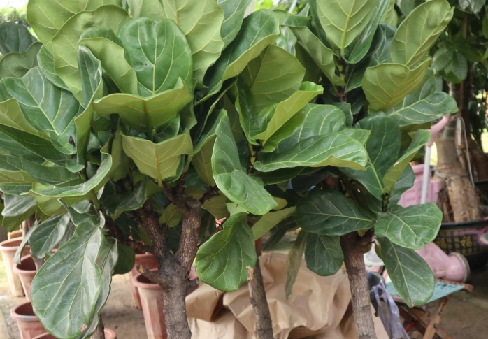 室內植物病蟲害預防 室內植物病蟲害預防