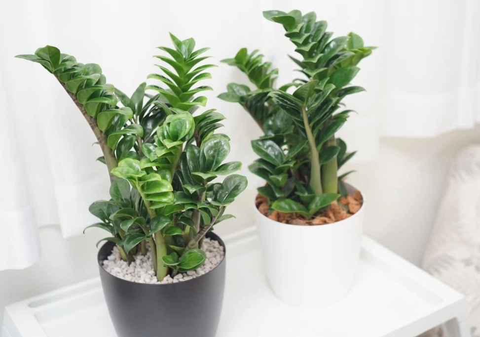 金錢樹修剪方法