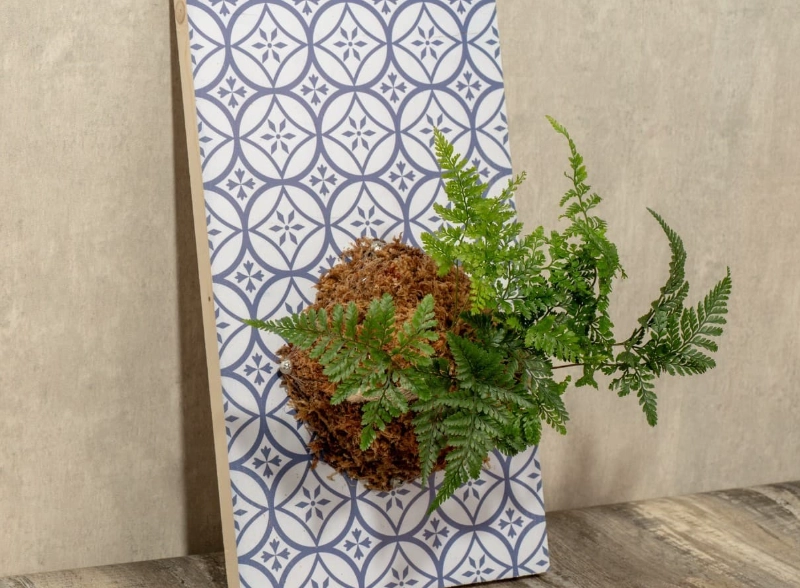 室內植物佈置 室內植物佈置