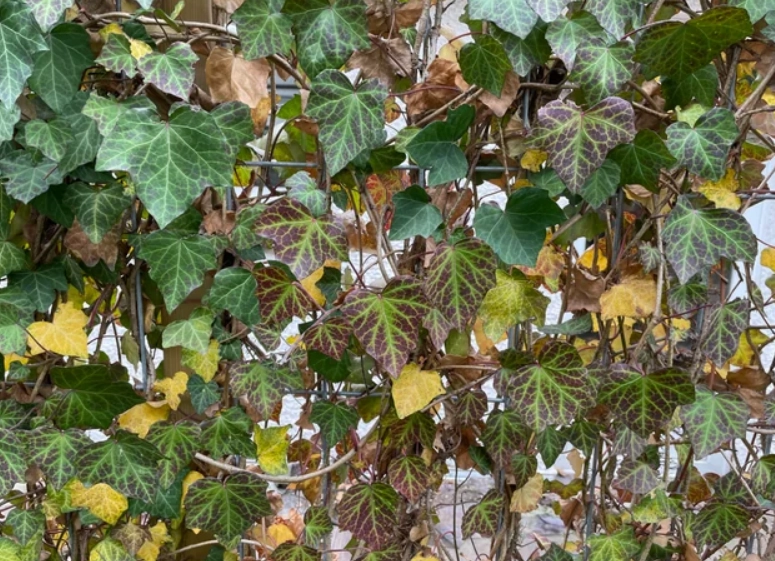 常春藤枯萎原因