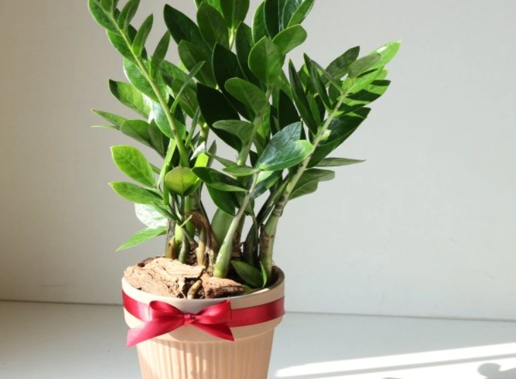 金錢樹修剪注意事項