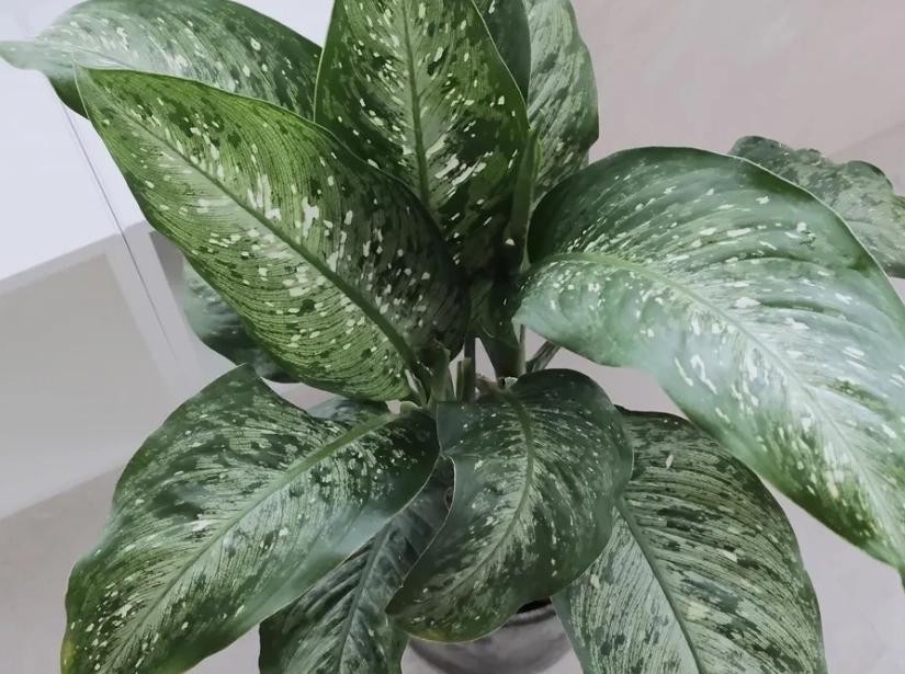 黛粉葉病蟲害防治 黛粉葉病蟲害防治