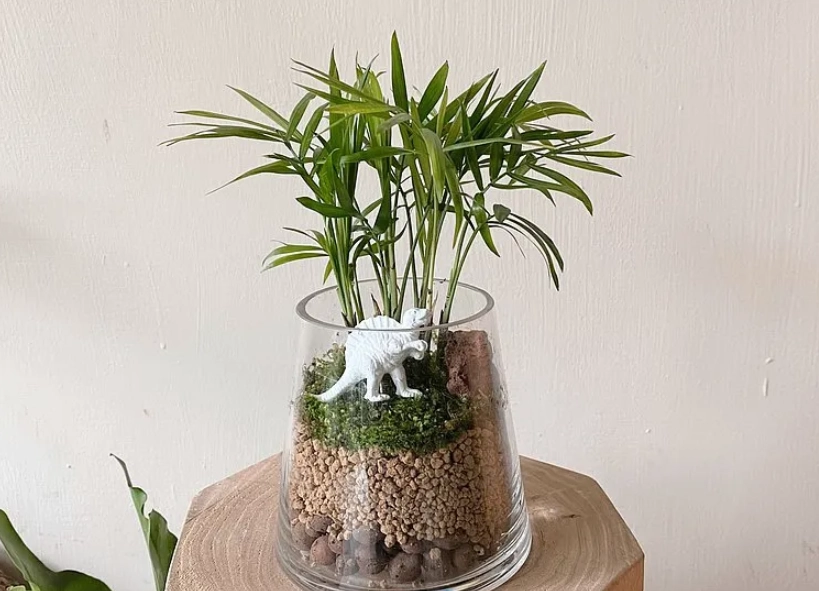 室内植物照顾 室内植物照顾