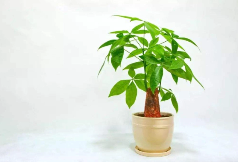 發財樹養護 發財樹養護