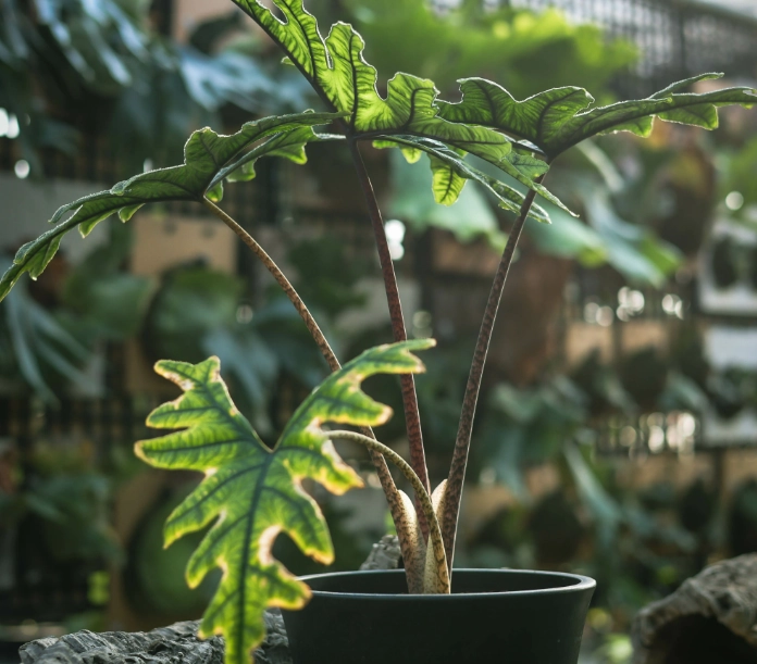 傑克林觀音蓮 養護 傑克林觀音蓮 養護