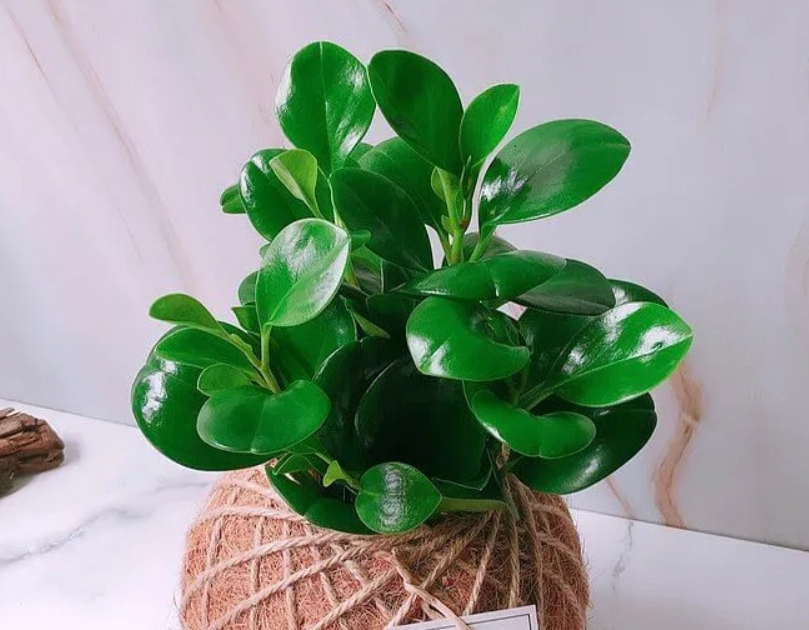 辦公室植物風水 辦公室植物風水