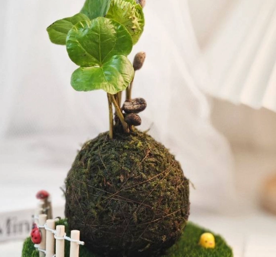 苔球照顧 苔球照顧