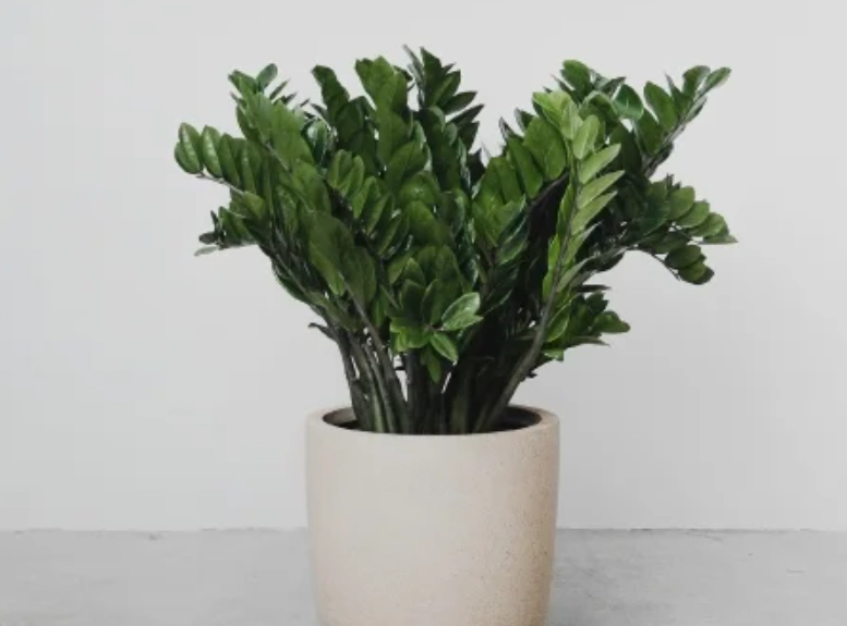 金錢樹室內養護