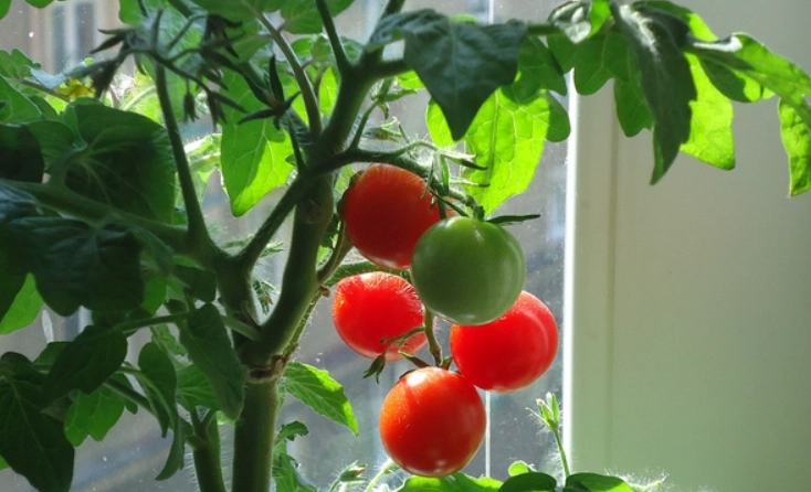 番茄播種採收時間 番茄播種採收時間