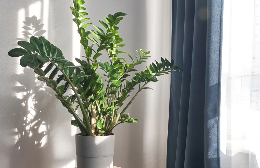 金錢樹室內養護 金錢樹室內養護