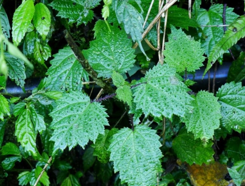 葉子有毒植物 葉子有毒植物