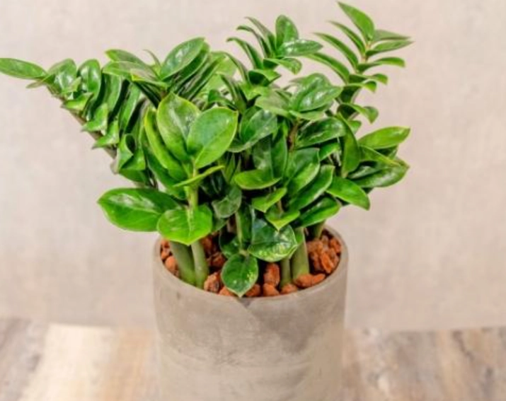 金錢樹養護 金錢樹養護