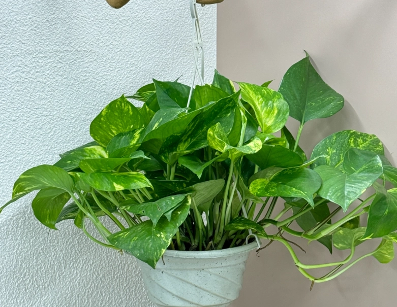 黃金葛中毒處理