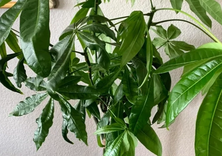 金錢樹葉子繁殖方法 金錢樹葉子繁殖方法