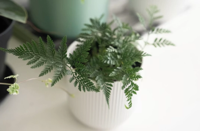 兔腳蕨養護 兔腳蕨養護