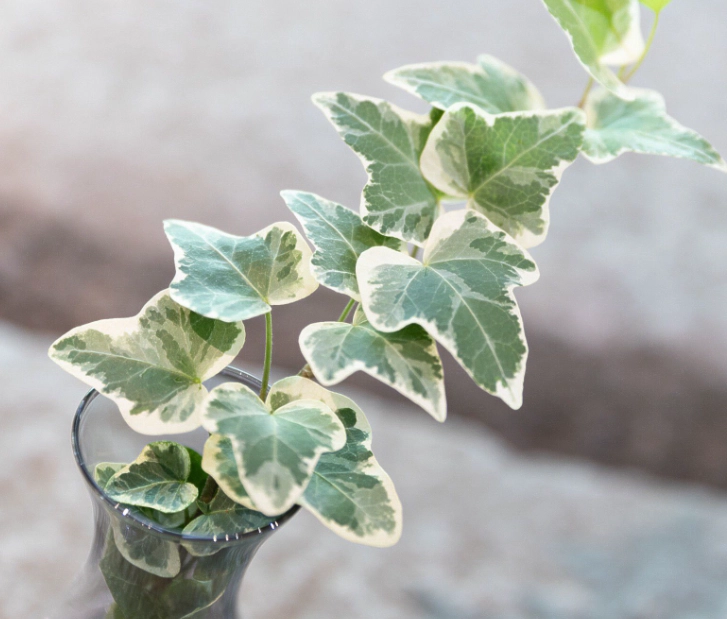 雪瑩常春藤養護