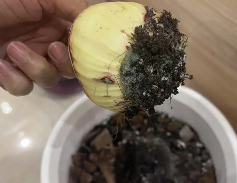 植物根部發霉預防