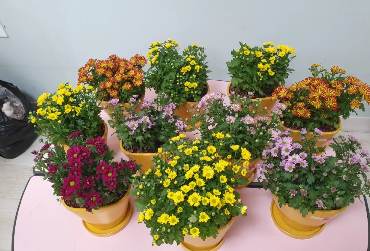 菊花盆栽種植方法