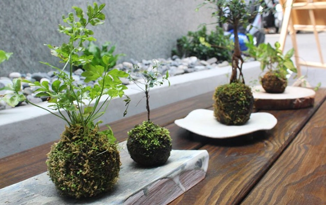 苔球復活 苔球復活