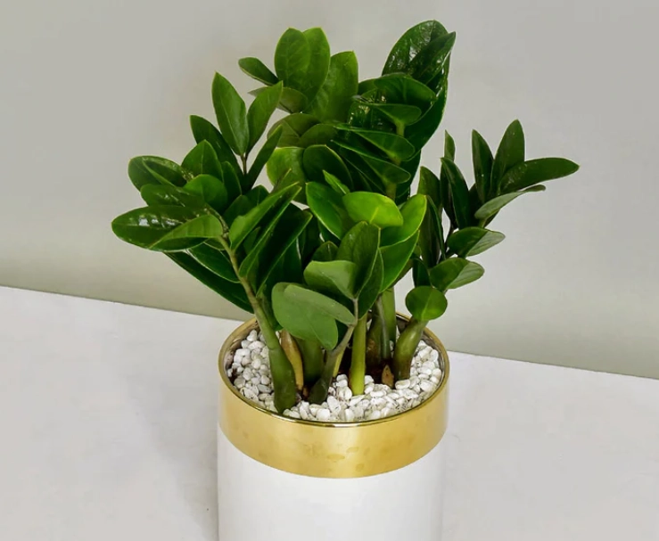 發財樹養護 發財樹養護