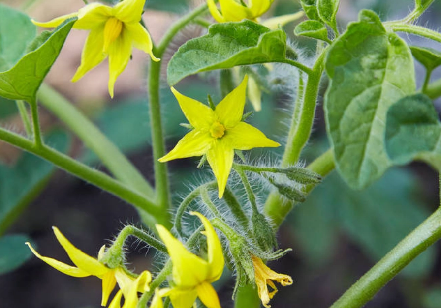 番茄開花結果時間