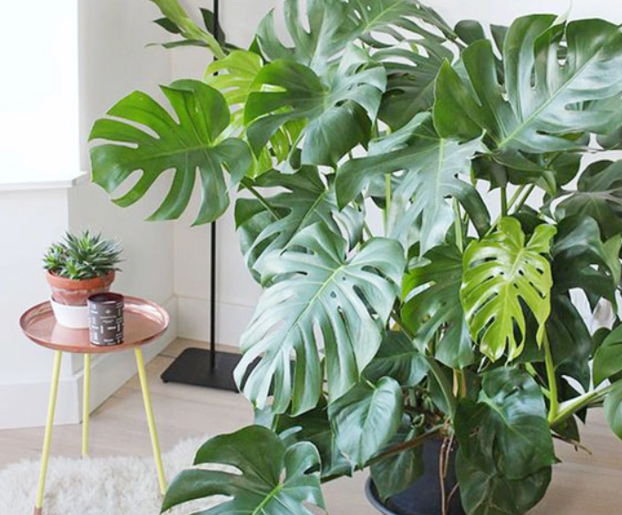 大型室内耐阴植物 大型室内耐阴植物