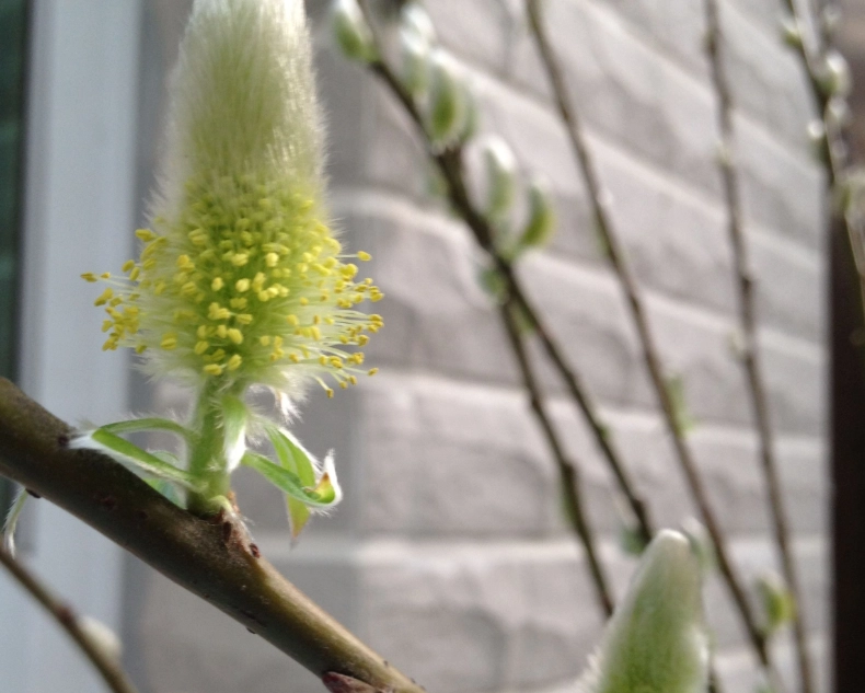 銀柳繁殖方法 銀柳繁殖方法