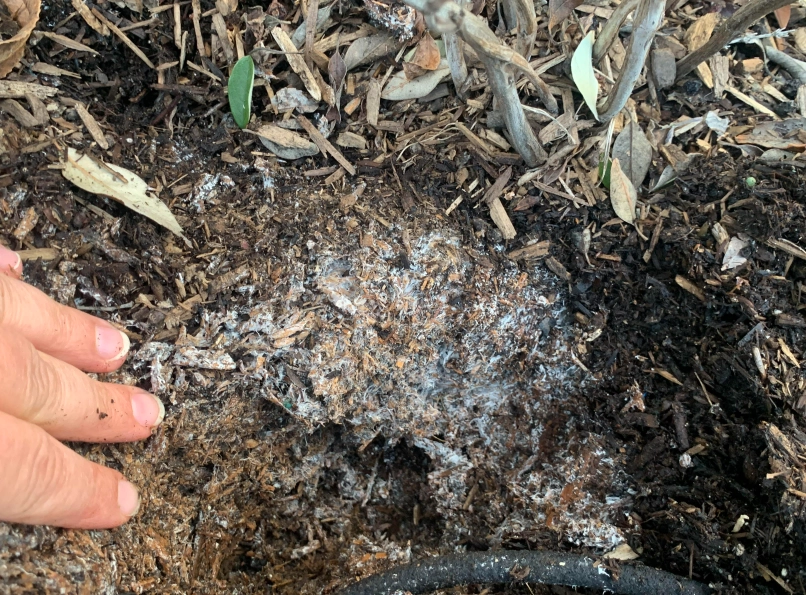 白色菌絲處理 白色菌絲處理