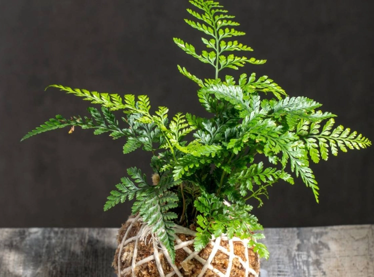 兔腳蕨養護 兔腳蕨養護