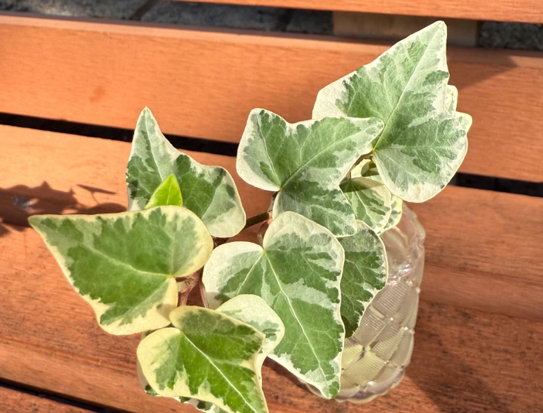 斑葉常春藤栽培技巧