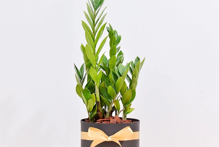 開店盆栽推薦 開店盆栽推薦