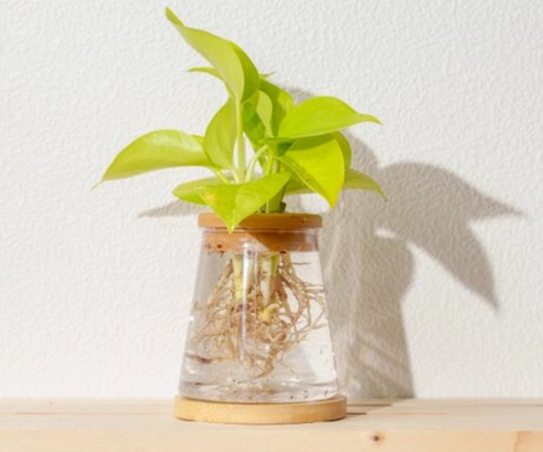 水耕種植優點 水耕種植優點