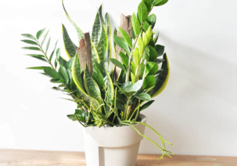 金錢樹養護 金錢樹養護