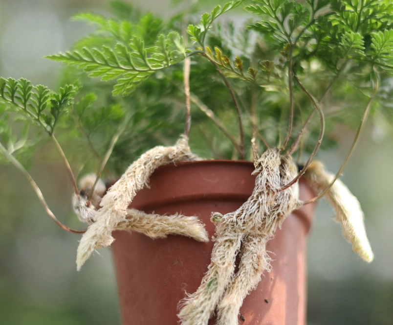 兔腳蕨分株方法 兔腳蕨分株方法