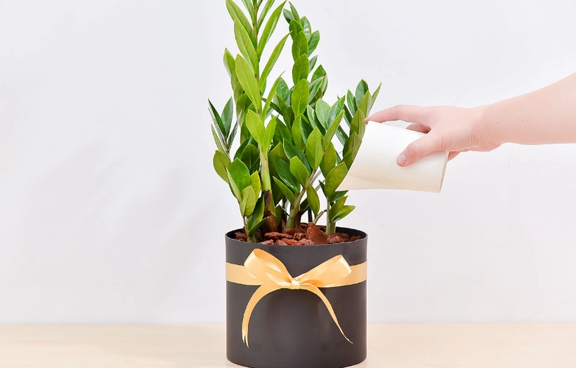 金錢樹室內注意事項 金錢樹室內注意事項