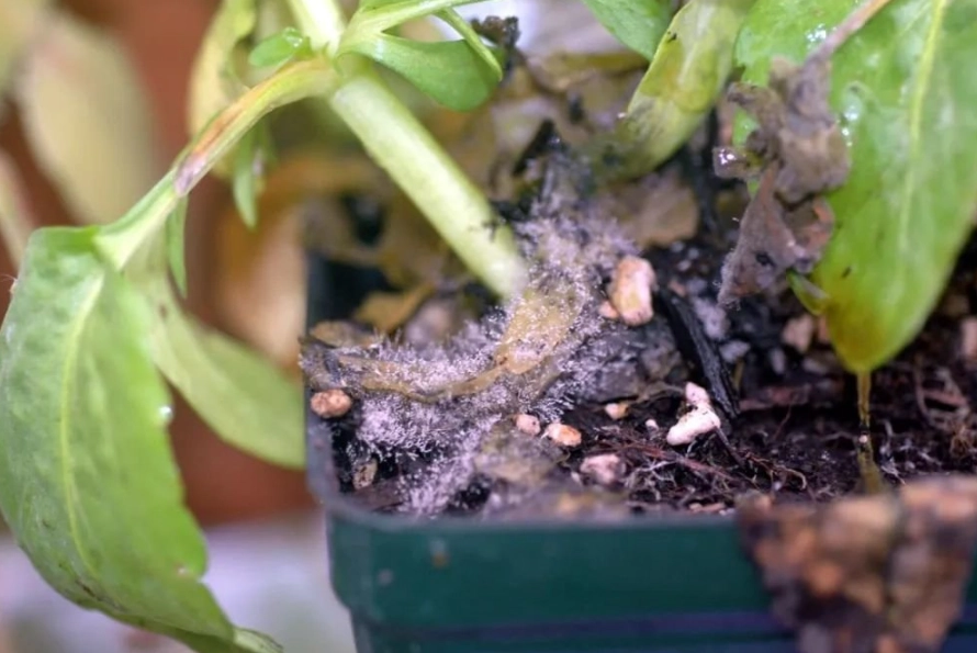 酒精防治發霉 酒精防治發霉