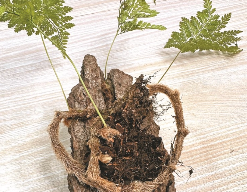 兔腳蕨孢子繁殖 兔腳蕨孢子繁殖