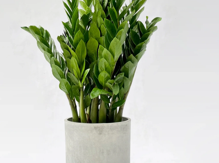 金錢樹澆水頻率 金錢樹澆水頻率