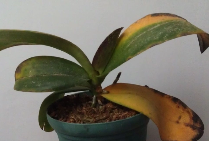蘭花葉子變黃原因