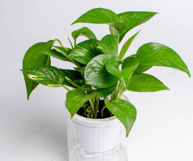 低光照室內植物 低光照室內植物