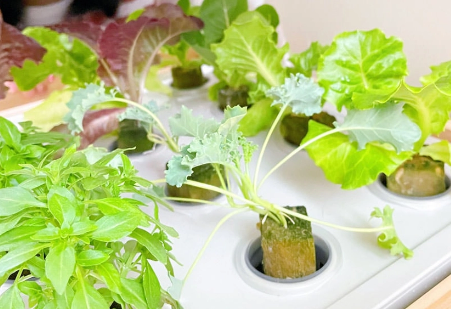 水耕蔬菜優點 水耕蔬菜優點