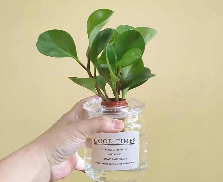 水耕葉片生長問題