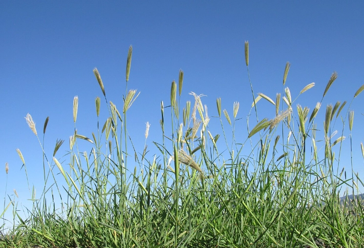 禾本科植物 禾本科植物