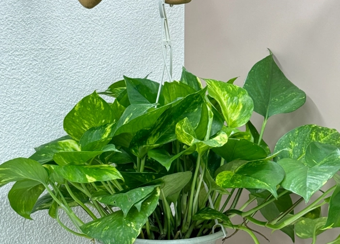 開業送禮盆栽 開業送禮盆栽