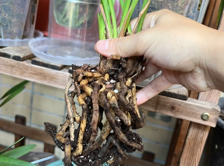 蘭花根爛急救 蘭花根爛急救