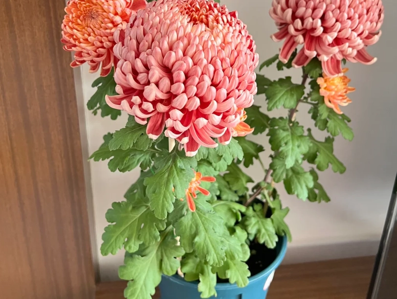 菊花栽培技巧