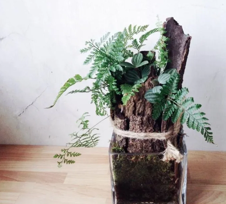 兔腳蕨分株方法 兔腳蕨分株方法