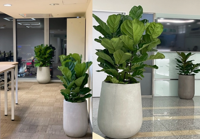 大型室内耐阴植物 大型室内耐阴植物