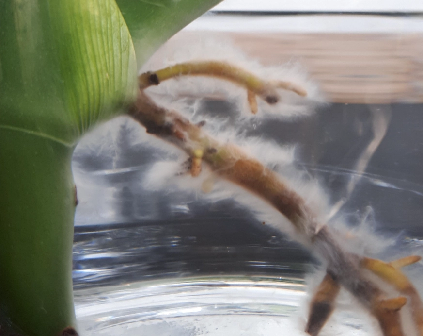 水種植物根部發霉預防