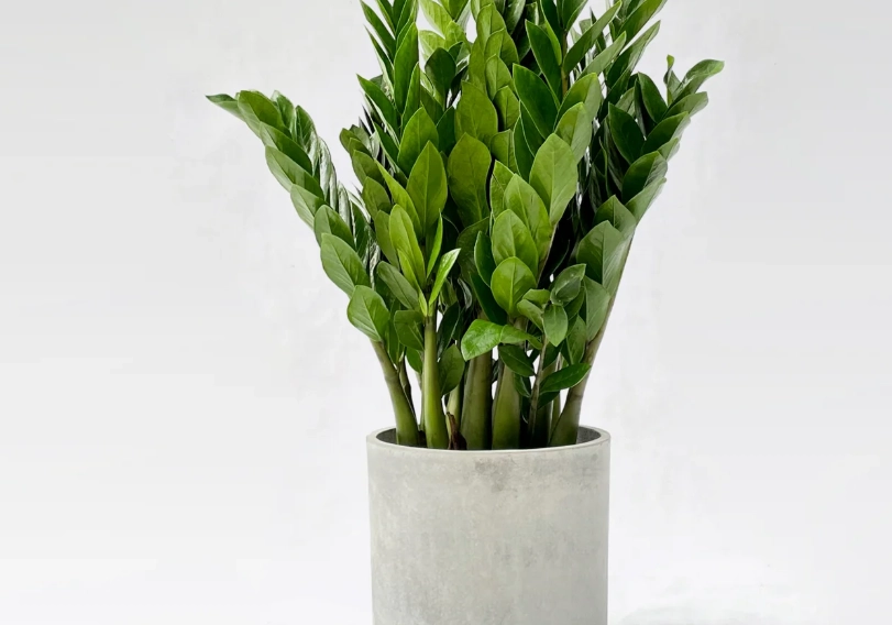 金錢樹品種 金錢樹品種